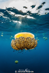 Jellyfish by Jérome Mirande 
